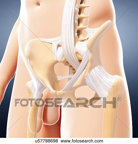 Male pelvic bones, artwork View Large Illustration Stock Illustration - Male pelvic bones, artwork. Fotosearch