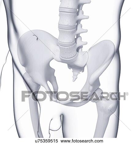 Male pelvic bones, artwork View Large Illustration Stock Illustration - Male pelvic bones, artwork. Fotosearch