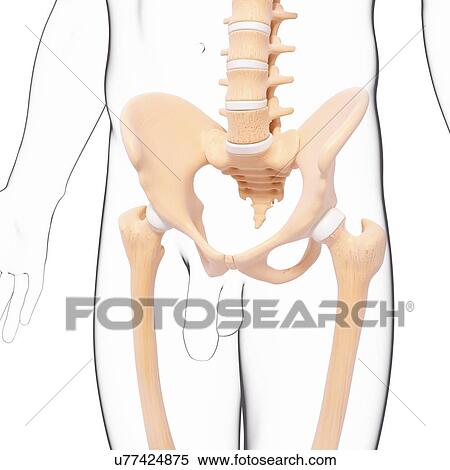 Male pelvic bones, artwork View Large Illustration Stock Illustration - Male pelvic bones, artwork. Fotosearch