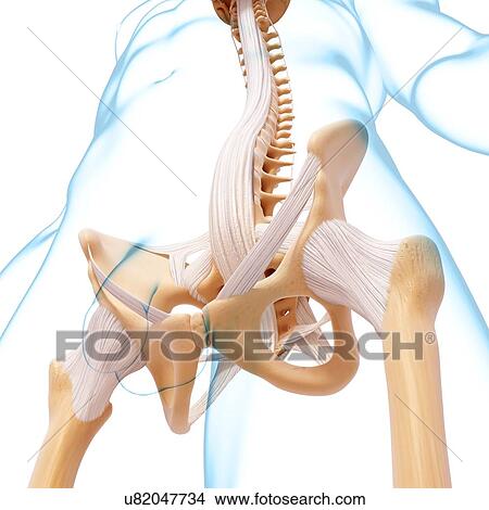 Stock Illustration - Male pelvic bones, artwork. Fotosearch