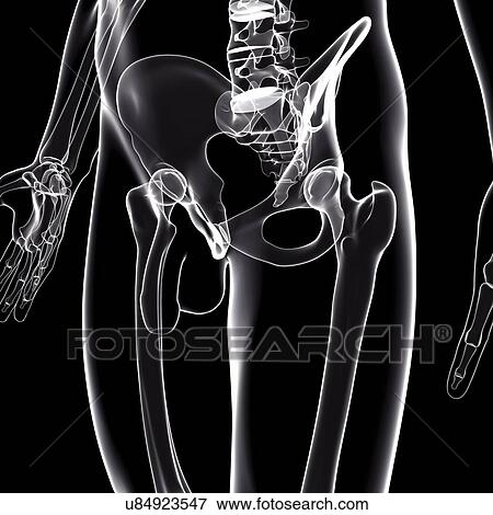 Male pelvic bones, artwork View Large Illustration Stock Illustration - Male pelvic bones, artwork. Fotosearch