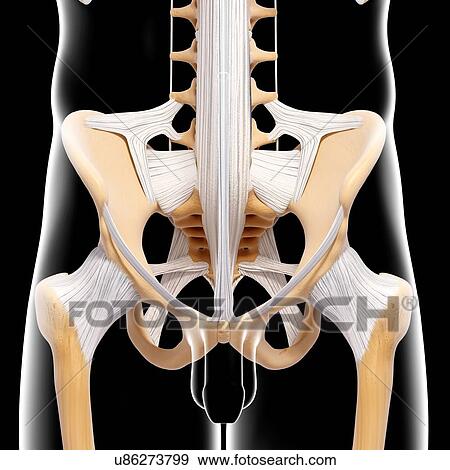 Male pelvic bones, artwork View Large Illustration Stock Illustration - Male pelvic bones, artwork. Fotosearch