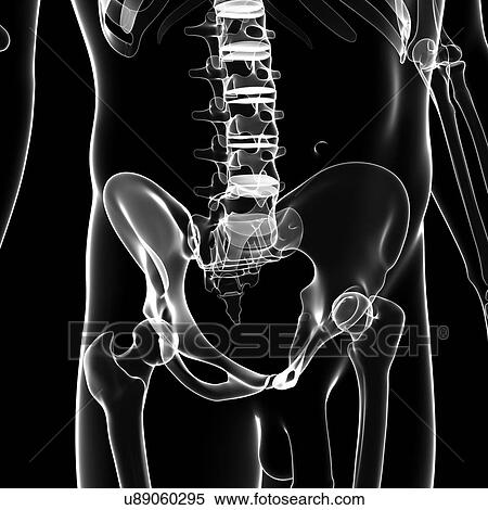 Male pelvic bones, artwork View Large Illustration Stock Illustration - Male pelvic bones, artwork. Fotosearch