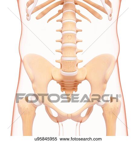 Male pelvic bones, artwork View Large Illustration Stock Illustration - Male pelvic bones, artwork. Fotosearch