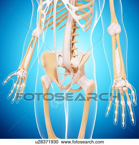Male skeleton, artwork View Large Illustration Clipart - Male skeleton, artwork. Fotosearch