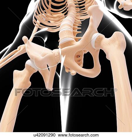 Male skeleton, artwork View Large Illustration Clipart - Male skeleton, artwork. Fotosearch