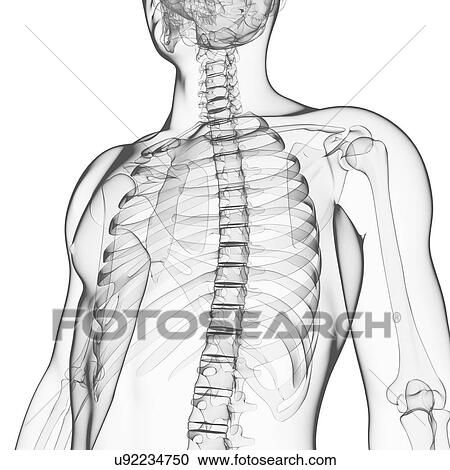 Male skeleton, artwork View Large Illustration Clipart - Male skeleton, artwork. Fotosearch