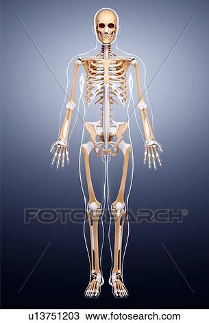 Drawing - Male skeleton, artwork. Fotosearch