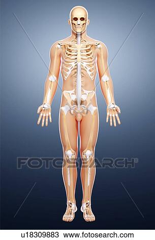 Male skeleton, artwork View Large Illustration Drawing - Male skeleton, artwork. Fotosearch
