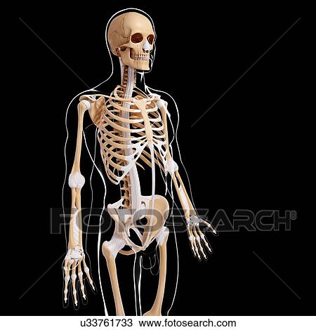 Drawing - Male skeleton, artwork. Fotosearch