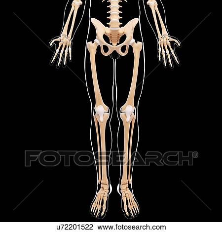 Male skeleton, artwork View Large Illustration Drawing - Male skeleton, artwork. Fotosearch