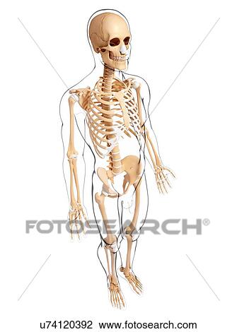 Drawing - Male skeleton, artwork. Fotosearch