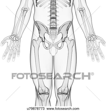 Drawing - Male skeleton, artwork. Fotosearch