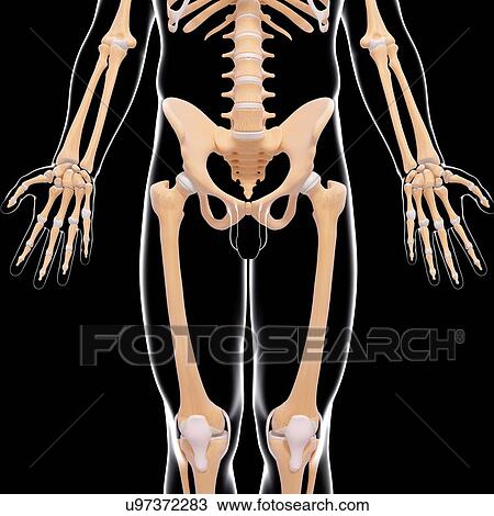 Male skeleton, artwork View Large Illustration Drawing - Male skeleton, artwork. Fotosearch