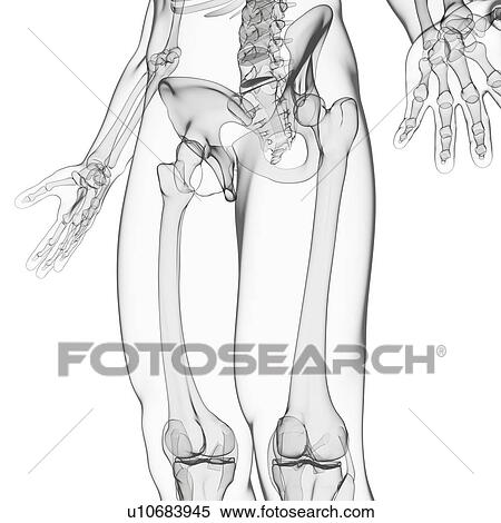 Male skeleton, artwork View Large Illustration Stock Illustration - Male skeleton, artwork. Fotosearch