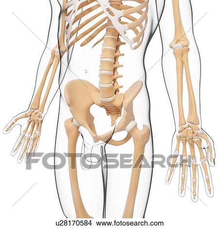 Stock Illustration - Male skeleton, artwork. Fotosearch