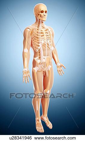 Stock Illustration - Male skeleton, artwork. Fotosearch