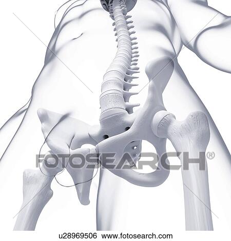 Male skeleton, artwork View Large Illustration Stock Illustration - Male skeleton, artwork. Fotosearch