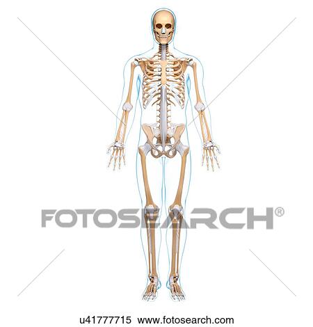 Stock Illustration - Male skeleton, artwork. Fotosearch