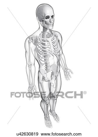 Male skeleton, artwork View Large Illustration Stock Illustration - Male skeleton, artwork. Fotosearch