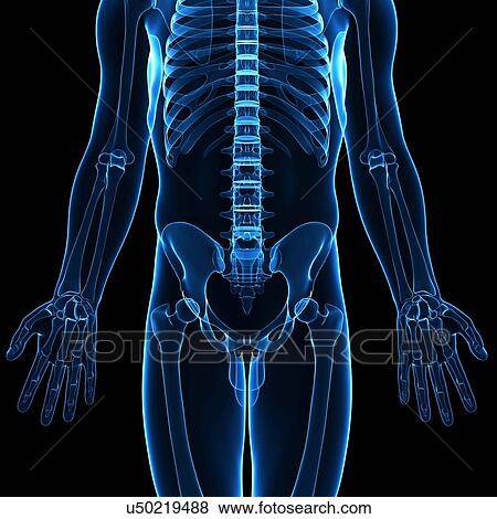 Stock Illustration - Male skeleton, artwork. Fotosearch