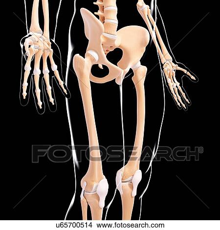 Stock Illustration - Male skeleton, artwork. Fotosearch