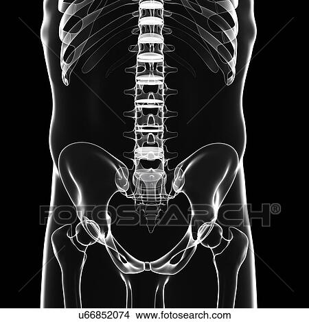 Male skeleton, artwork View Large Illustration Stock Illustration - Male skeleton, artwork. Fotosearch