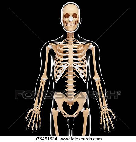 Male skeleton, artwork View Large Illustration Stock Illustration - Male skeleton, artwork. Fotosearch
