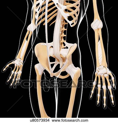 Stock Illustration - Male skeleton, artwork. Fotosearch