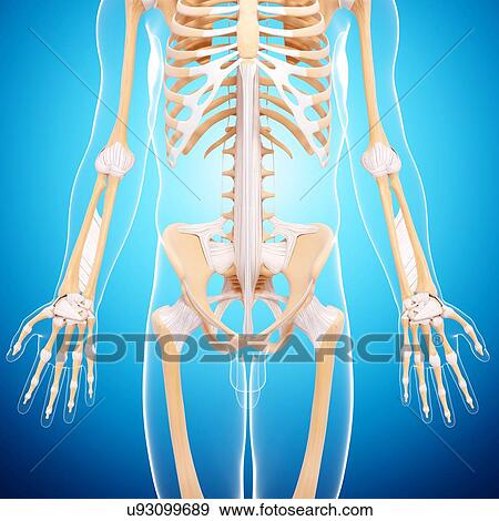 Stock Illustration - Male skeleton, artwork. Fotosearch