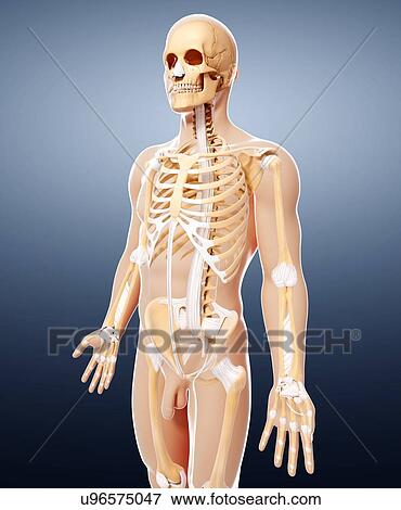 Male skeleton, artwork View Large Illustration Stock Illustration - Male skeleton, artwork. Fotosearch