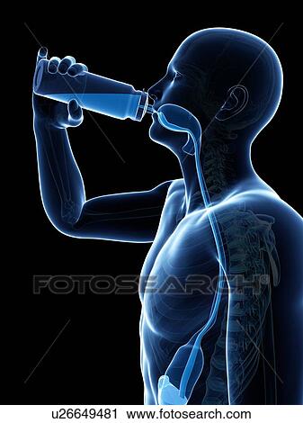 Clip Art - Man drinking, artwork. Fotosearch