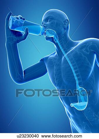 Clipart - Man drinking, artwork. Fotosearch
