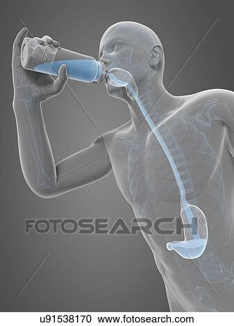 Clipart - Man drinking, artwork. Fotosearch