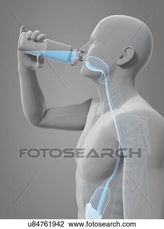 Man drinking, artwork View Large Illustration Drawing - Man drinking, artwork. Fotosearch