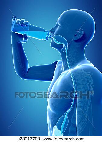 Stock Illustration - Man drinking, artwork. Fotosearch