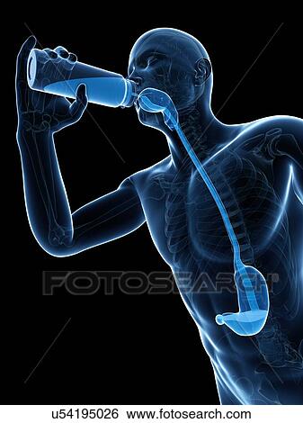 Man drinking, artwork View Large Illustration Stock Illustration - Man drinking, artwork. Fotosearch