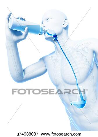 Stock Illustration - Man drinking, artwork. Fotosearch