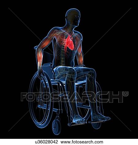 Drawing - Man in a wheelchair, artwork. Fotosearch