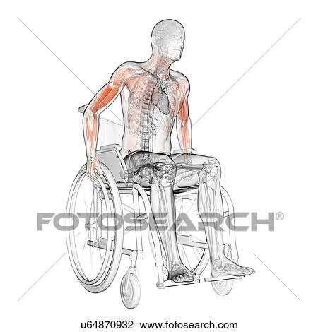 Drawing - Man in a wheelchair, artwork. Fotosearch