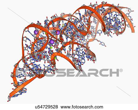 Metal-sensing RNA molecule View Large Illustration Stock Illustration - Metal-sensing RNA molecule. Fotosearch
