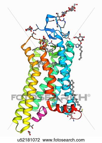 Drawing - Metarhodopsin molecule. Fotosearch