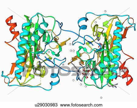 Methionine aminopeptidase molecule View Large Illustration Drawing - Methionine aminopeptidase molecule. Fotosearch