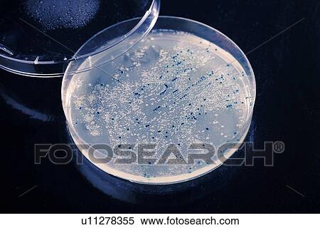 Stock Illustration - Microbiology research. Fotosearch