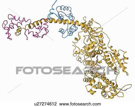 Molecular motor protein View Large Illustration Drawing - Molecular motor protein. Fotosearch