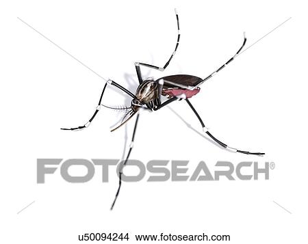Mosquito, artwork View Large Illustration Stock Illustration - Mosquito, artwork. Fotosearch