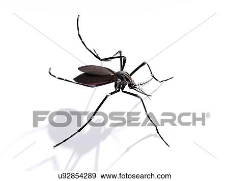 Stock Illustration - Mosquito, artwork. Fotosearch