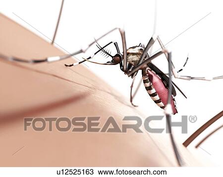 Mosquito on skin, artwork View Large Illustration Drawing - Mosquito on skin, artwork. Fotosearch