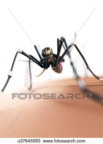 Drawing - Mosquito on skin, artwork. Fotosearch