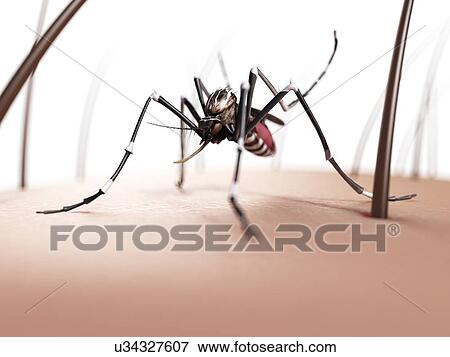 Mosquito on skin, artwork View Large Illustration Stock Illustration - Mosquito on skin, artwork. Fotosearch